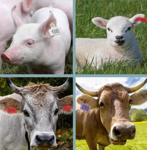 ear tag applicator for cattle sheep and pig